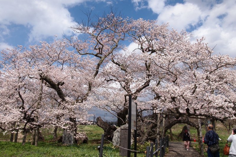 🌸 이시베 벚꽃 (구 이시베 저택 터) 이미지 2